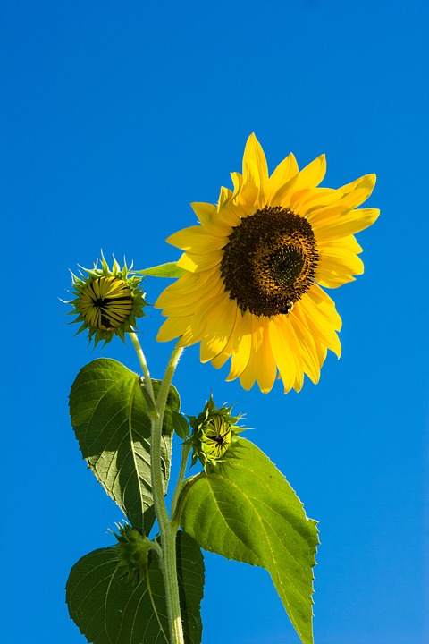 flower, sunflower, sky