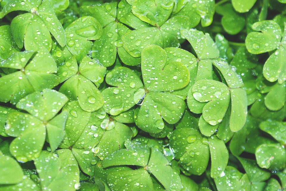 clovers, green, wet