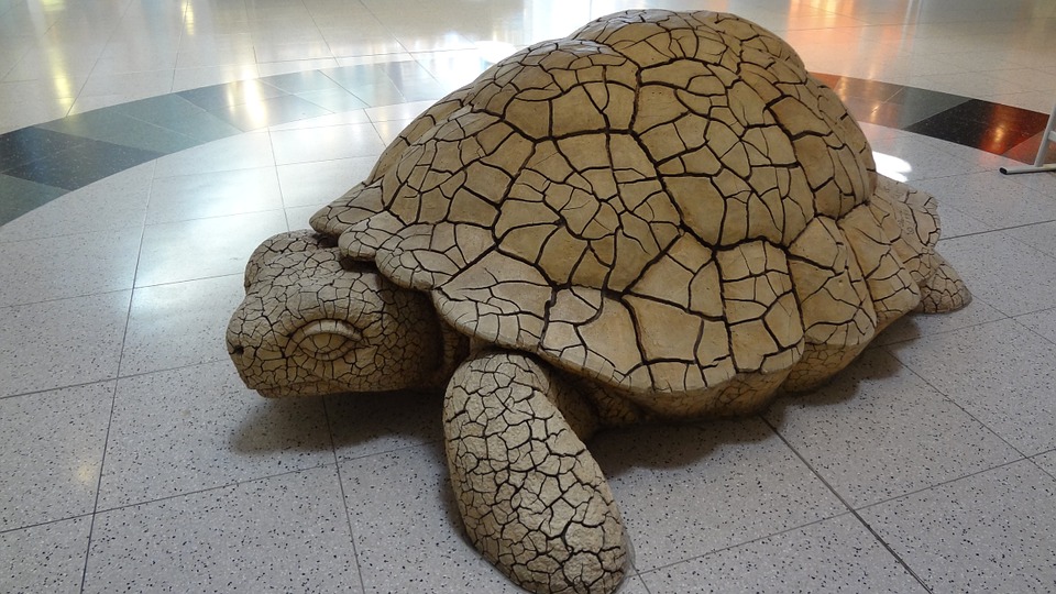 turtle, las vegas, airport