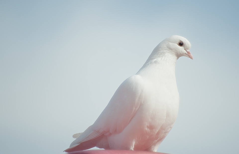 dove, bird, beak