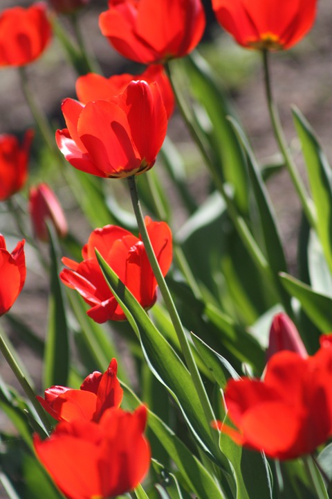 tulips, tulip, flower