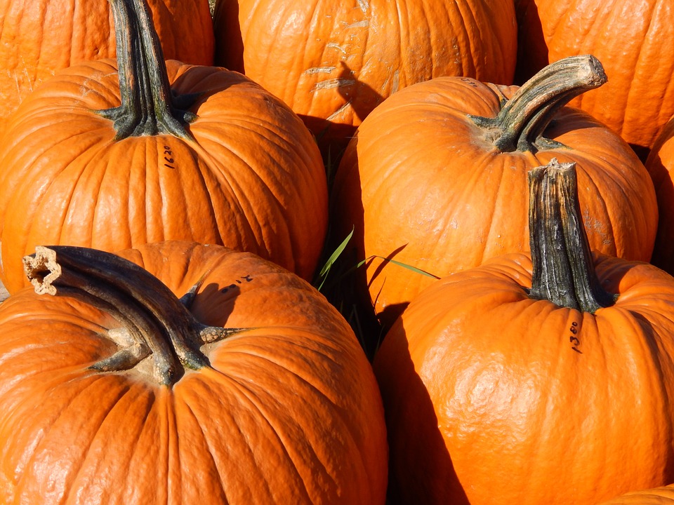 pumpkins, fall harvest, thanksgiving