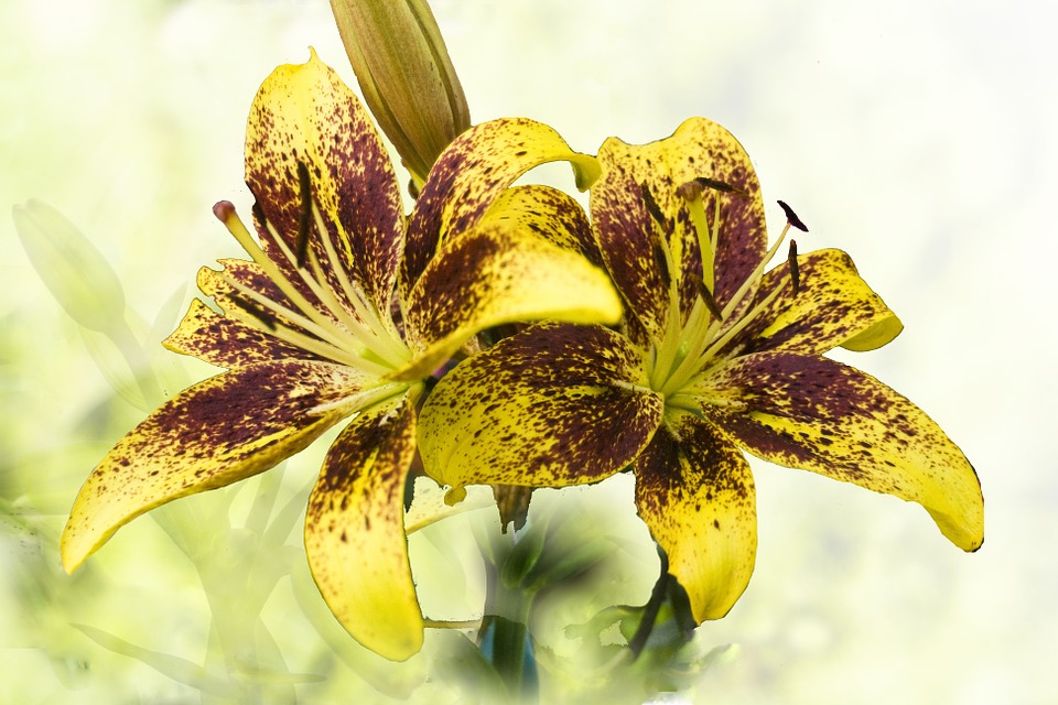 lilies, yellow, brown