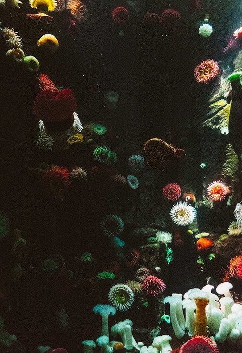anemone, aquarium, art