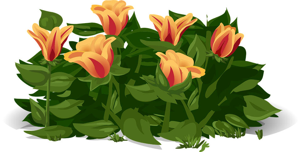 tulips, flowers, plants