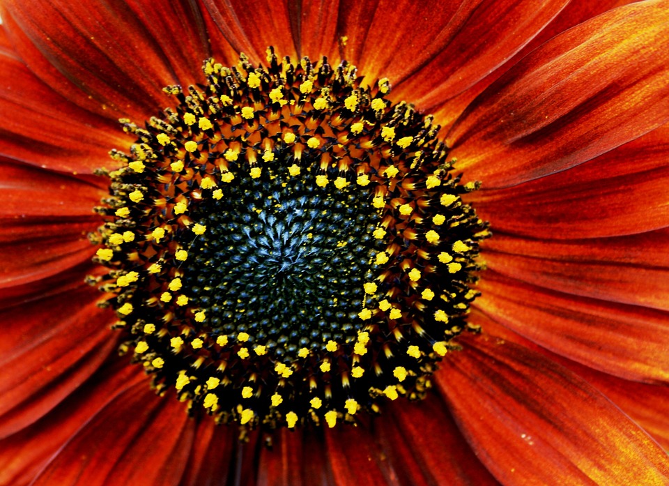 sunflower, red, orange