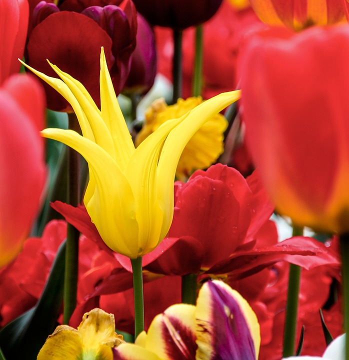 tulips, yellow, spring