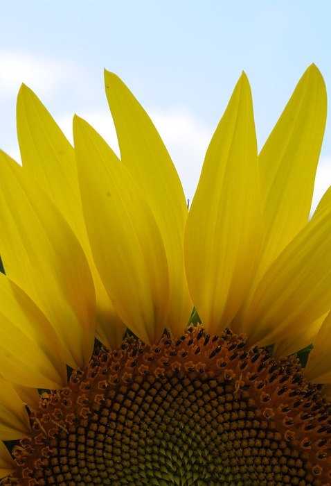 sunflower, sunlight, nature