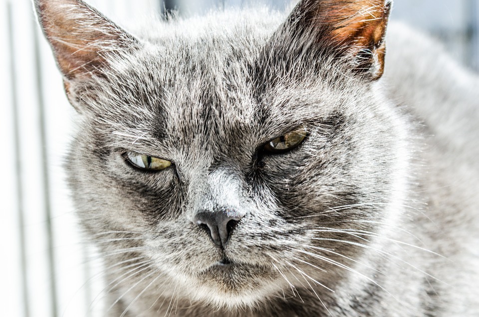 cat, angry, unhappy