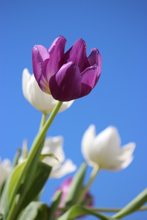 tulips, purple, flower