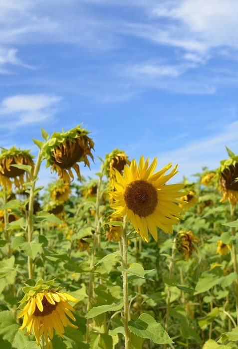 sunflowers, field, sky