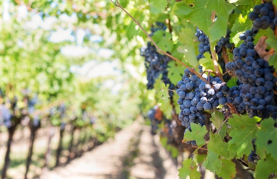 purple grapes, vineyard, napa valley
