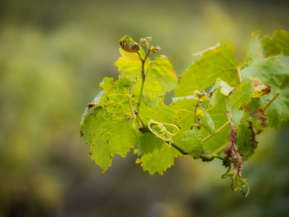 wine, vine, wine leaf