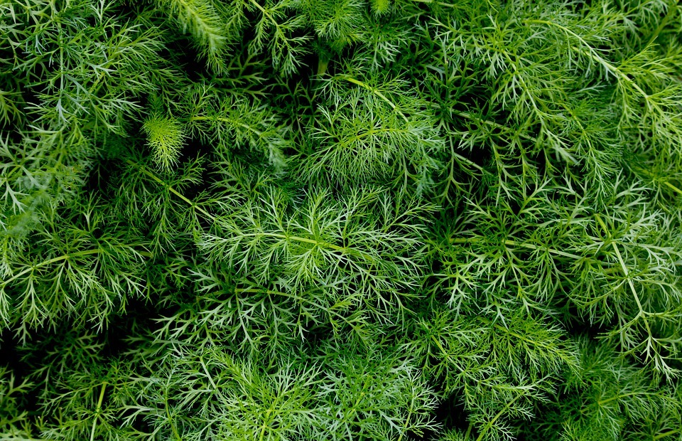 herbal, green plant, bush texture