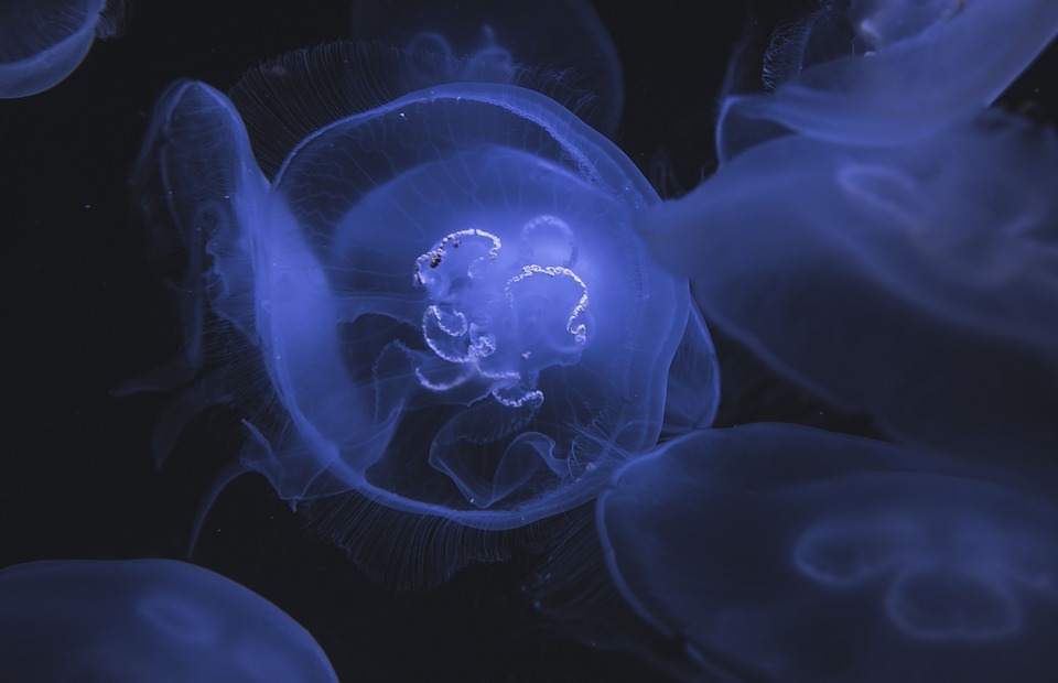jellyfish, underwater, deep