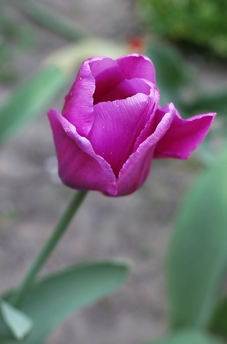 tulip, flowers, garden