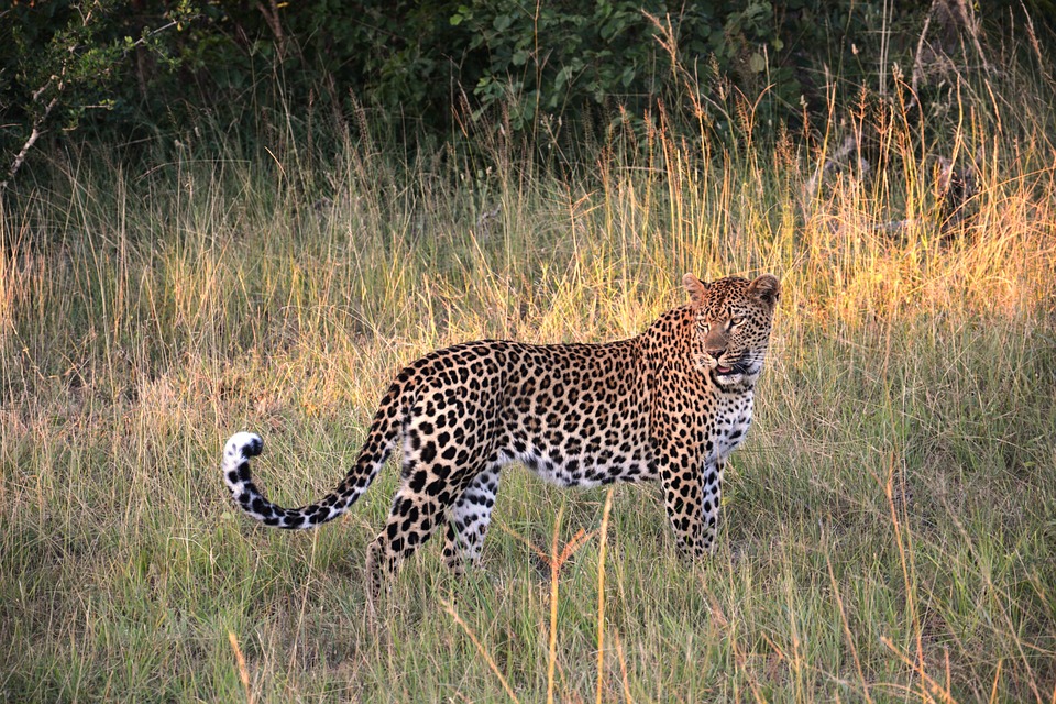 leopard, wildcat, cat