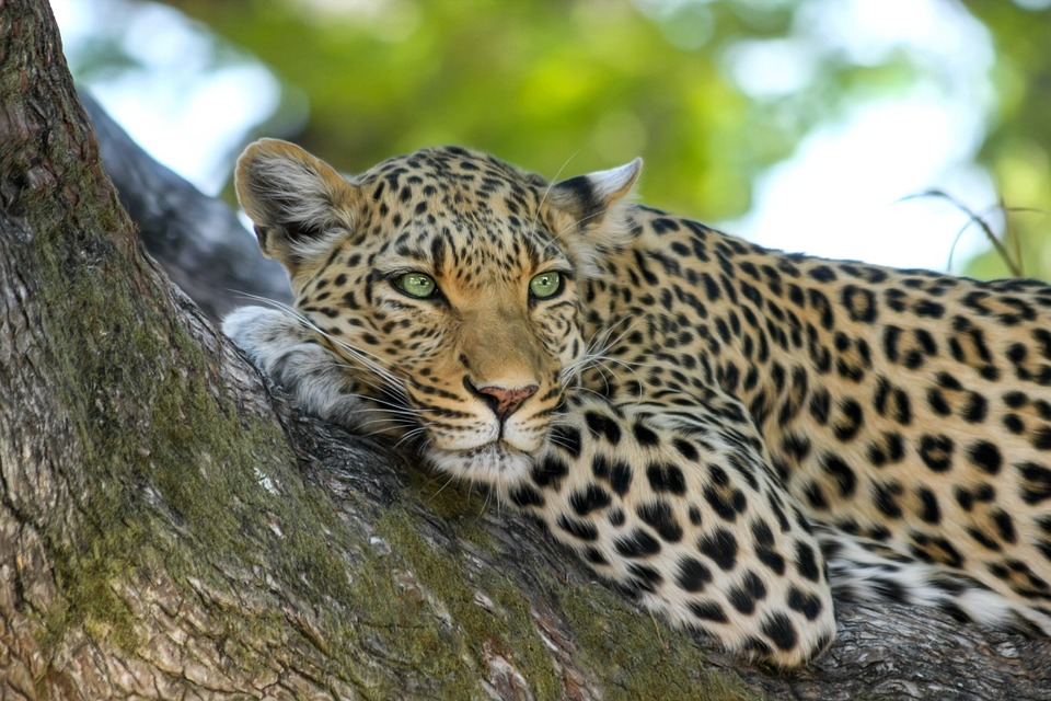 leopard, wildcat, big cat