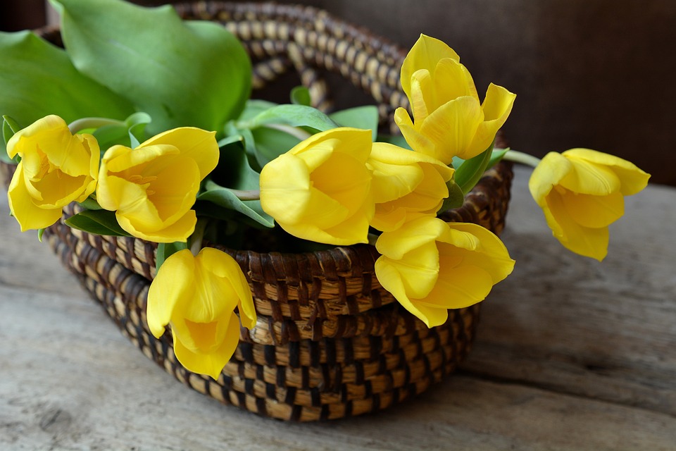 tulips, cut flowers, flower basket