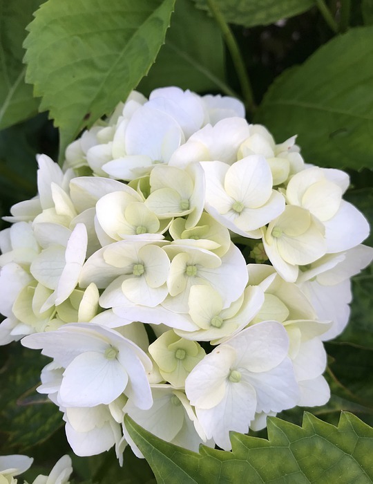 hydrangea, white, flower