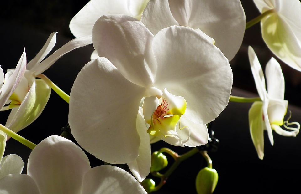 orchids, flowers, exotic