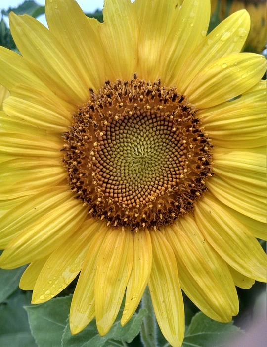 sunflower, close-up, yellow