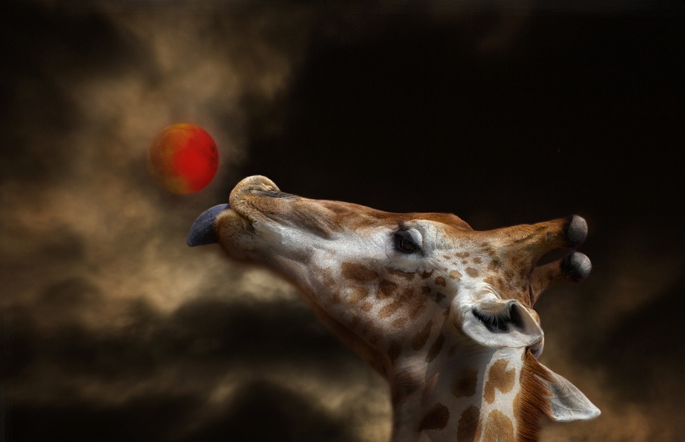 Moon Giraffe Images Search Images On Everypixel