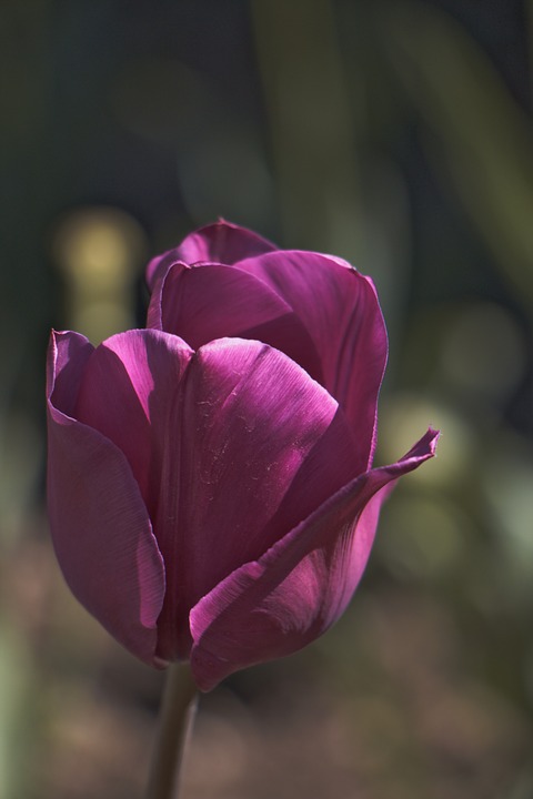 tulip, flower, violet
