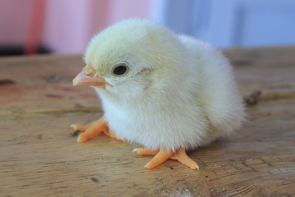 newborn baby chick, chick, cute