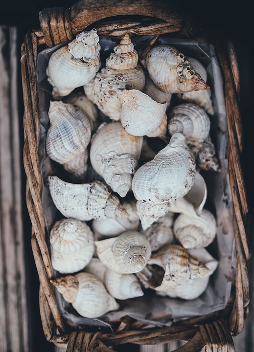 seashells, basket, shell