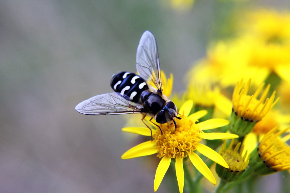 hoverfly, insects, bugs