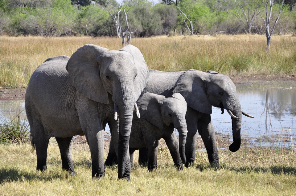elephant, africa, okavango delta