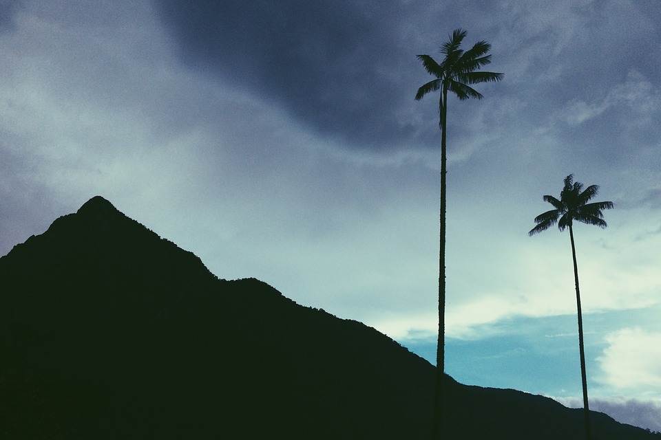 colombia, palm trees, mountain