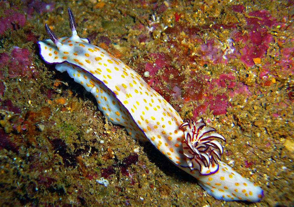 sea snail, slug, underwater