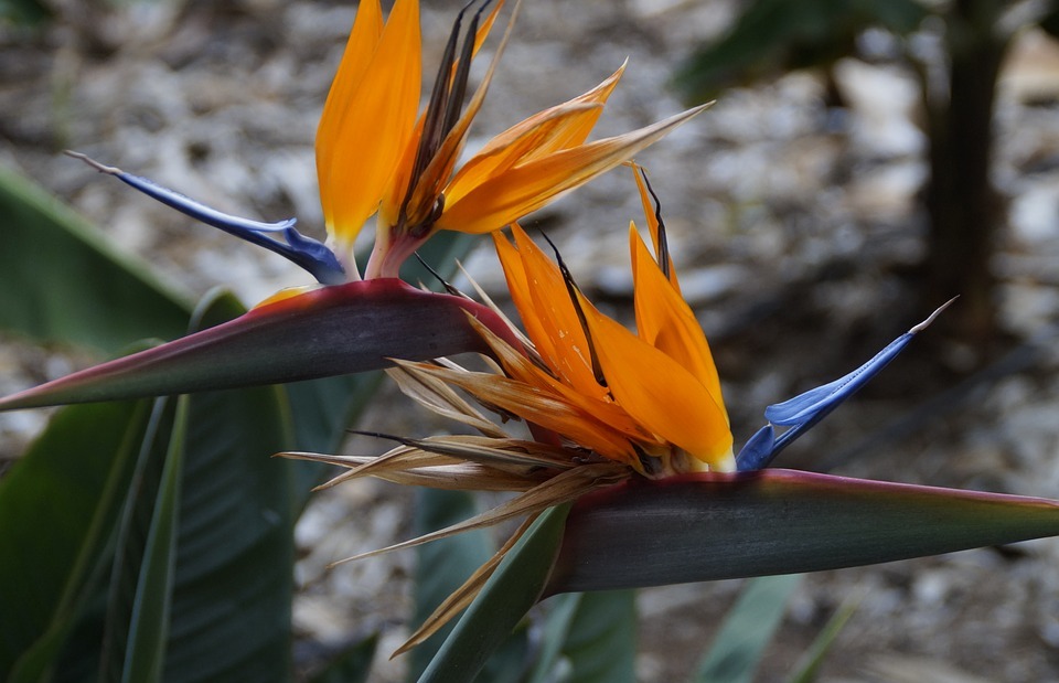 strelizie, exotic, bird of paradise flower