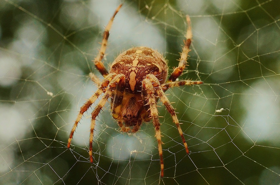 spider, spiderweb, web