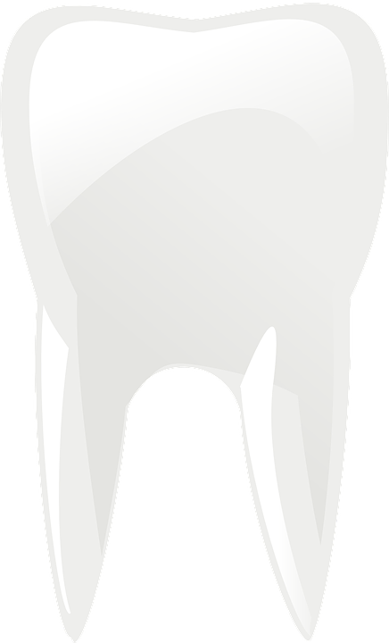 molar, teeth, tooth