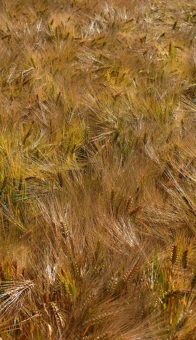 texture, barley, agriculture
