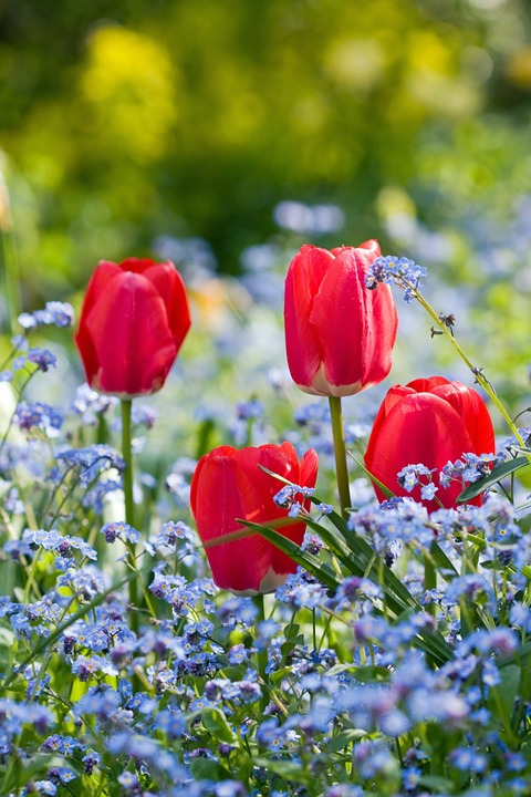 tulip, tulips, flower