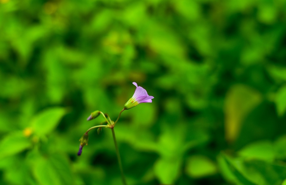 small flower, linda flower, small flowers