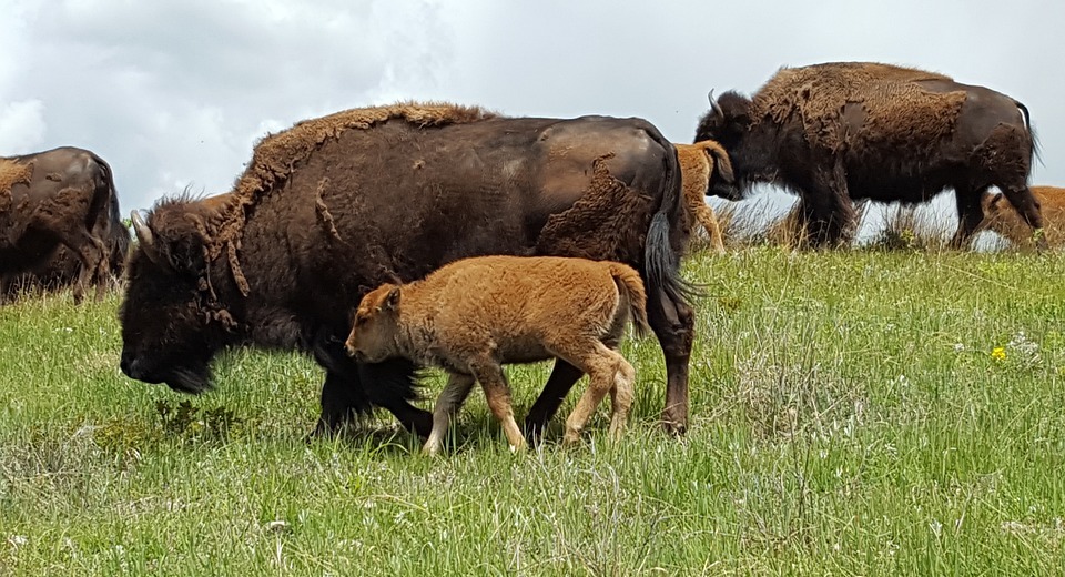 buffalo, baby animal, grazing