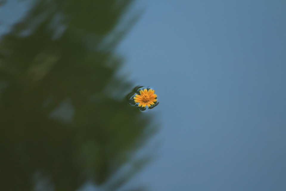 flower, plant, lake