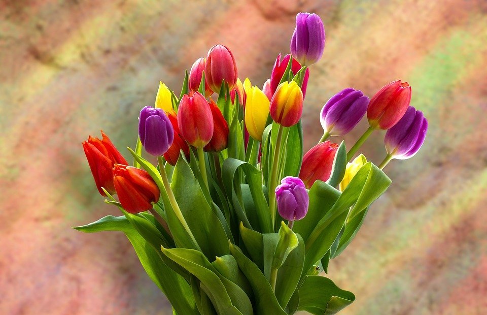 tulips, tulip bouquet, bouquet
