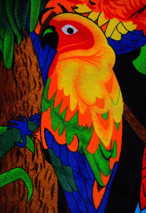 parakeet, colorful, bird