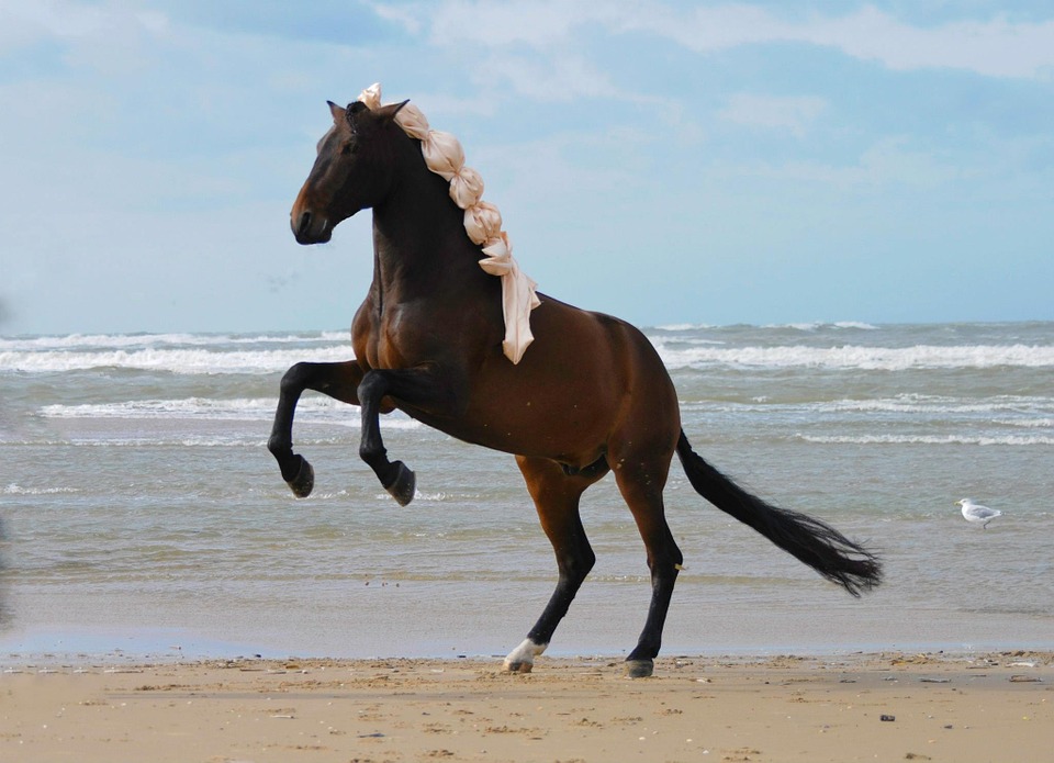 horse, prancing horse, horses