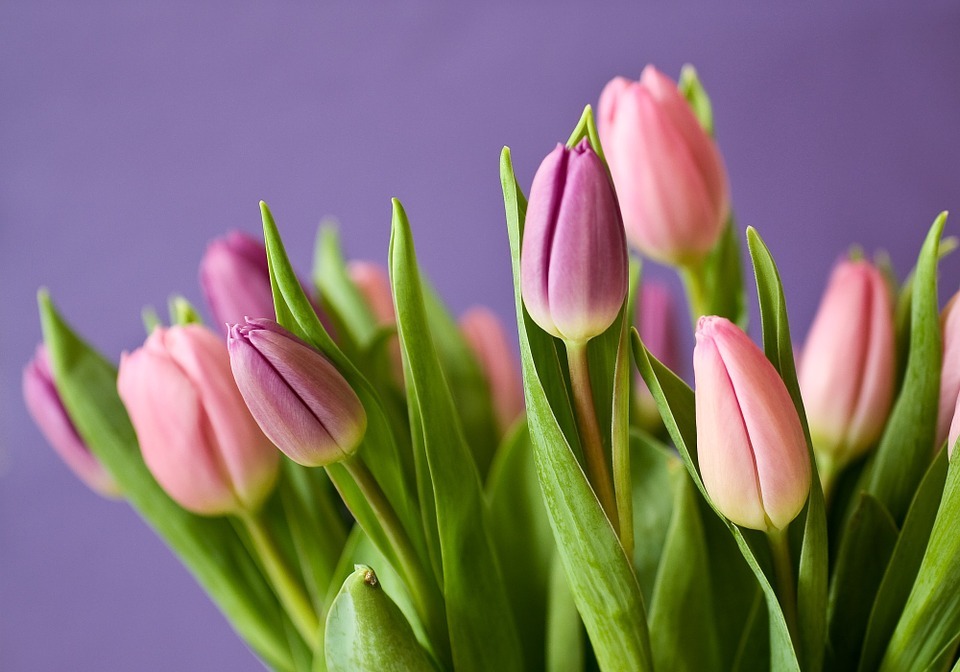 tulips, flowers, tulip bouquet