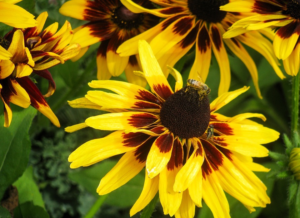 yellow, flowers, bumble bee