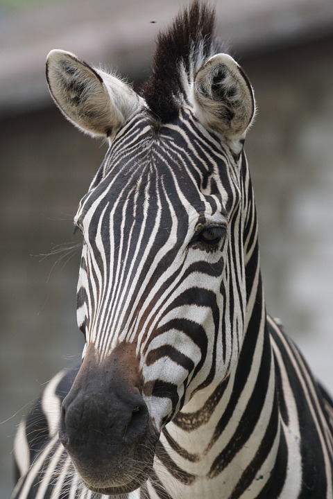 zebra, africa, striped