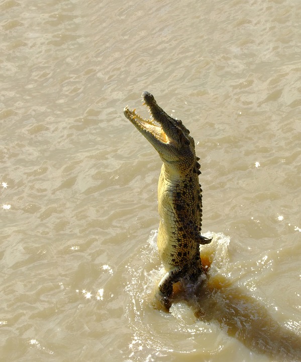 crocodile, saltwater, jumping