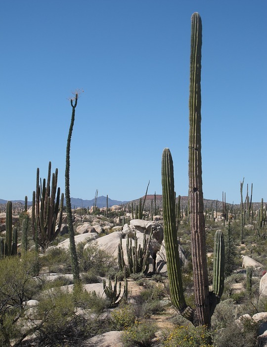 desert, california, cactus